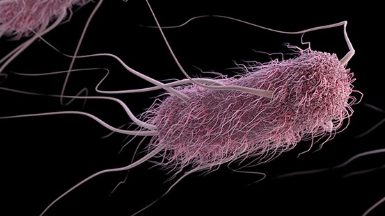 e coli infection