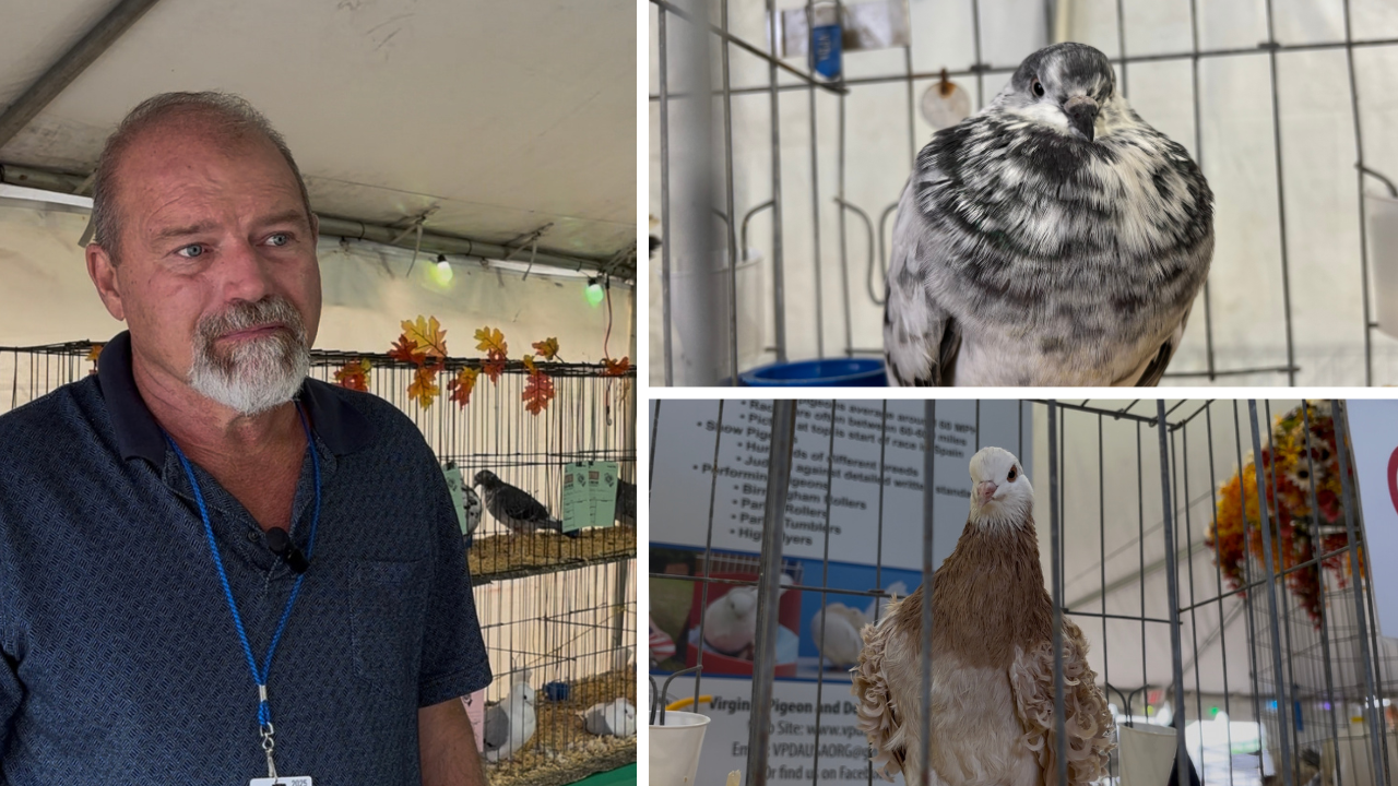 A look inside the Pigeon and Dove exhibit at the Virginia State Fair
