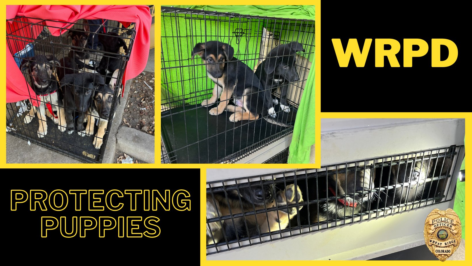Wheat Ridge animal cruelty incident 2-1-25