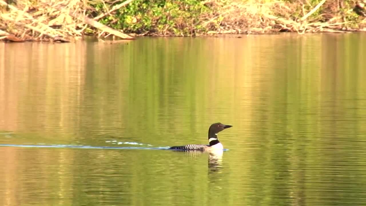 loon