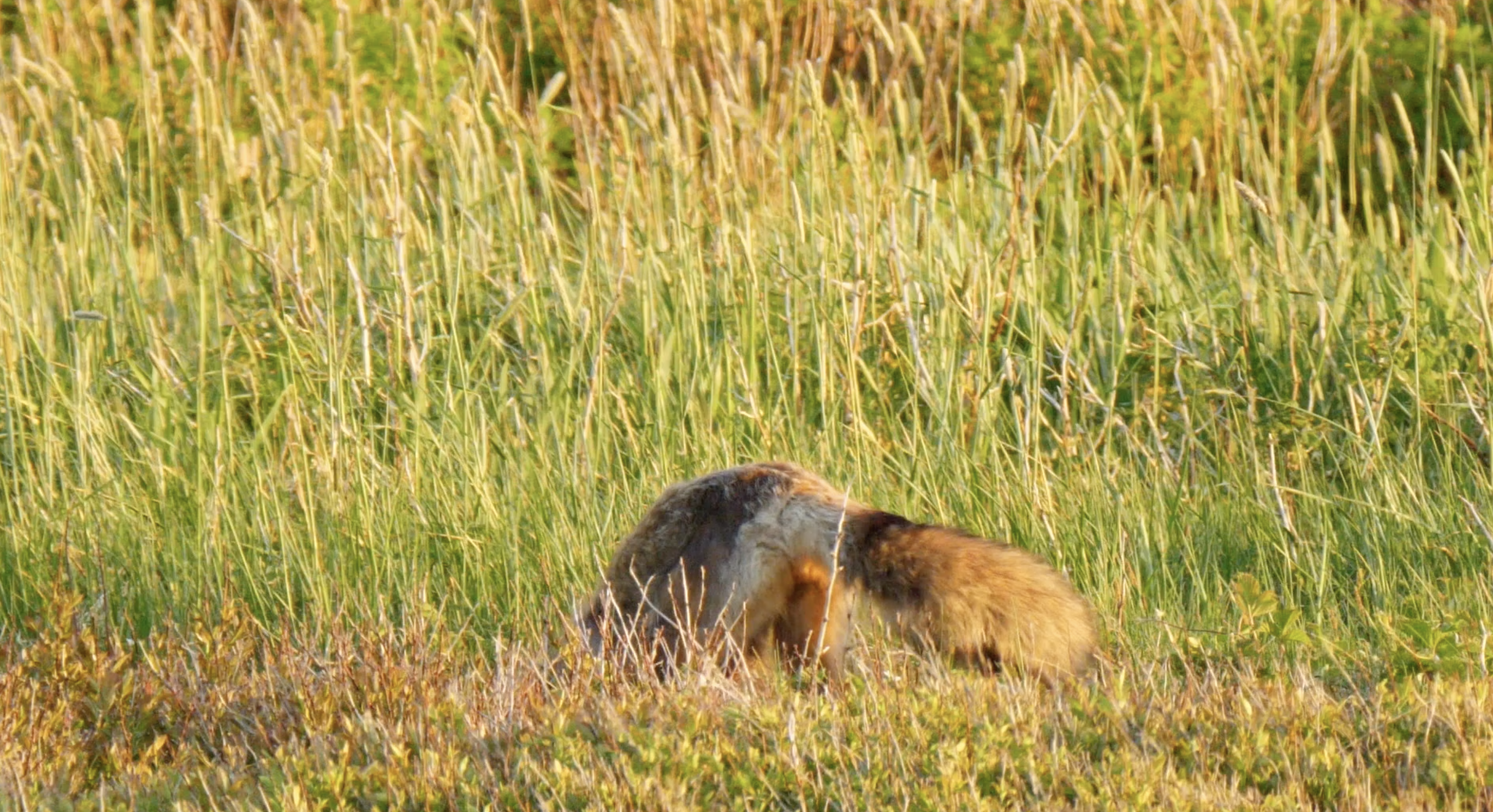 Fox in grass