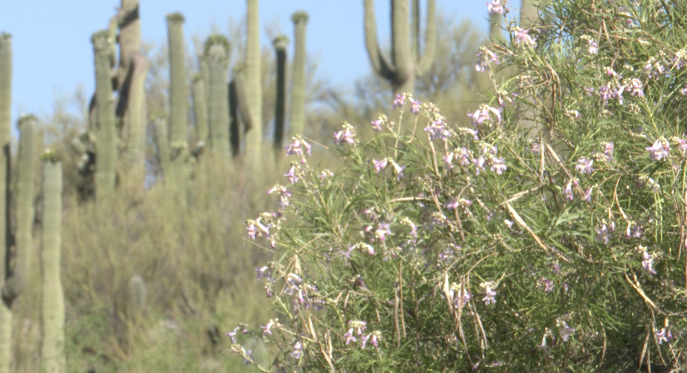 Catalina State Park