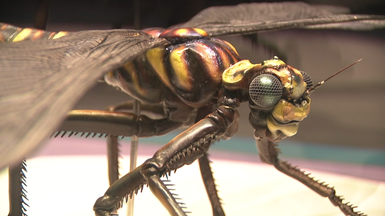 Dragonfly