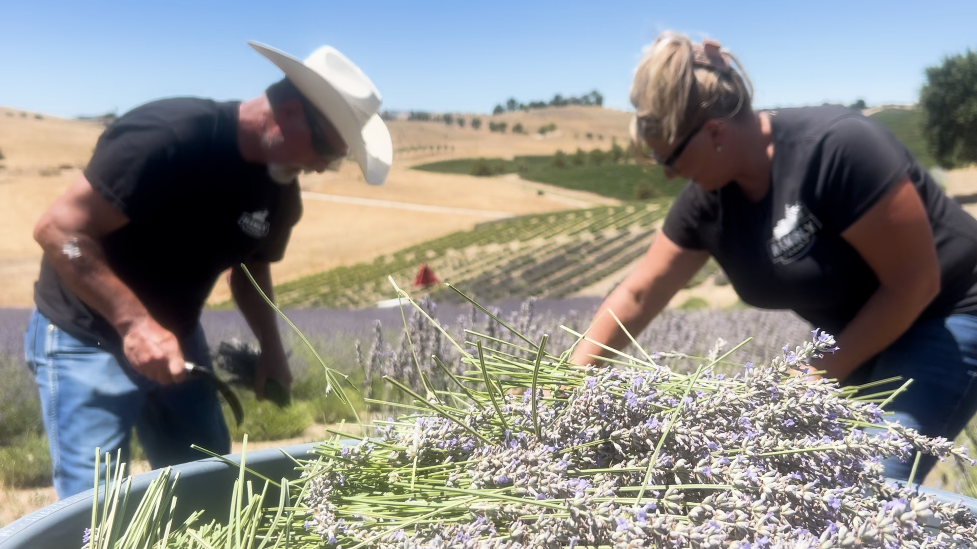 lavender farming.jpg
