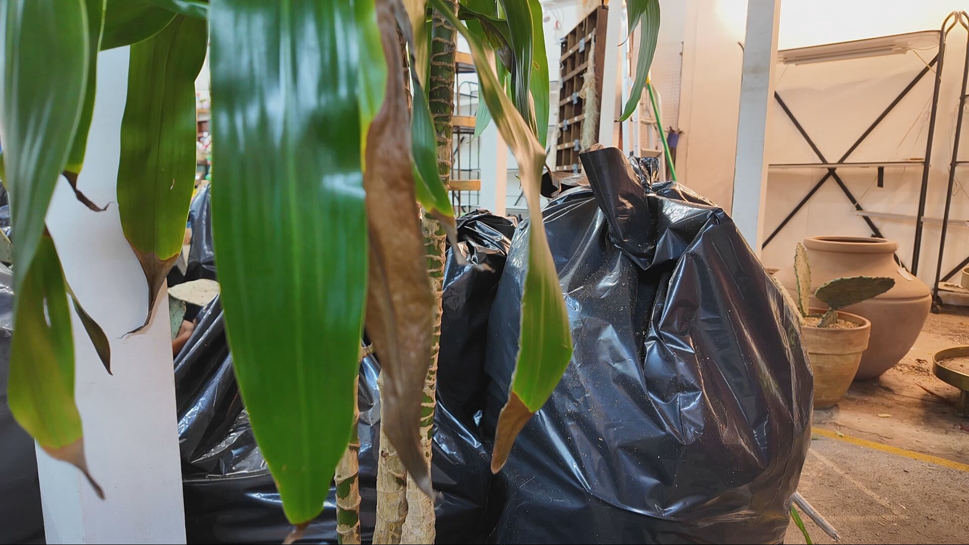 plant shop loses everything