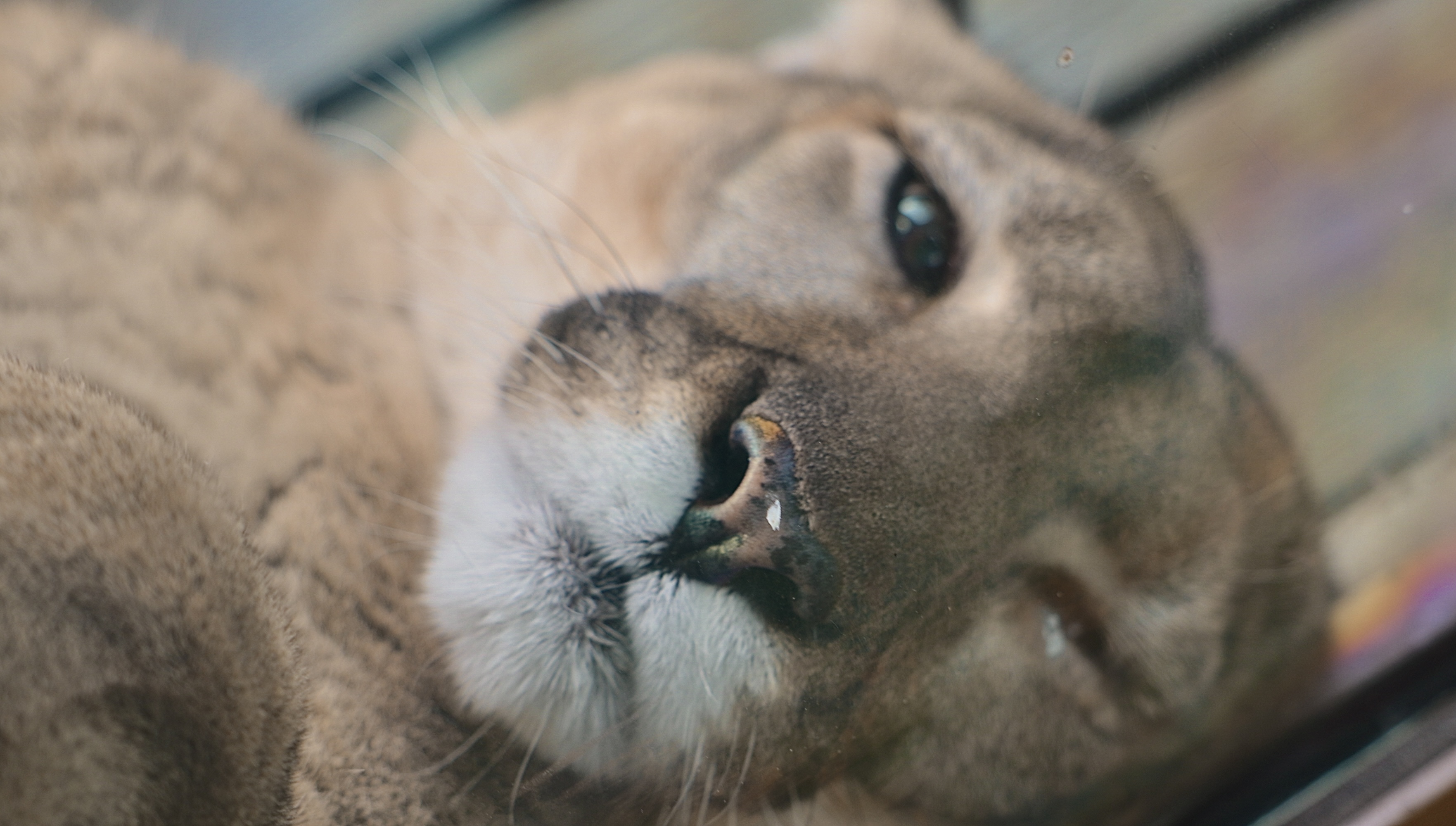Lucy a Florida panther at Zoo Tampa.