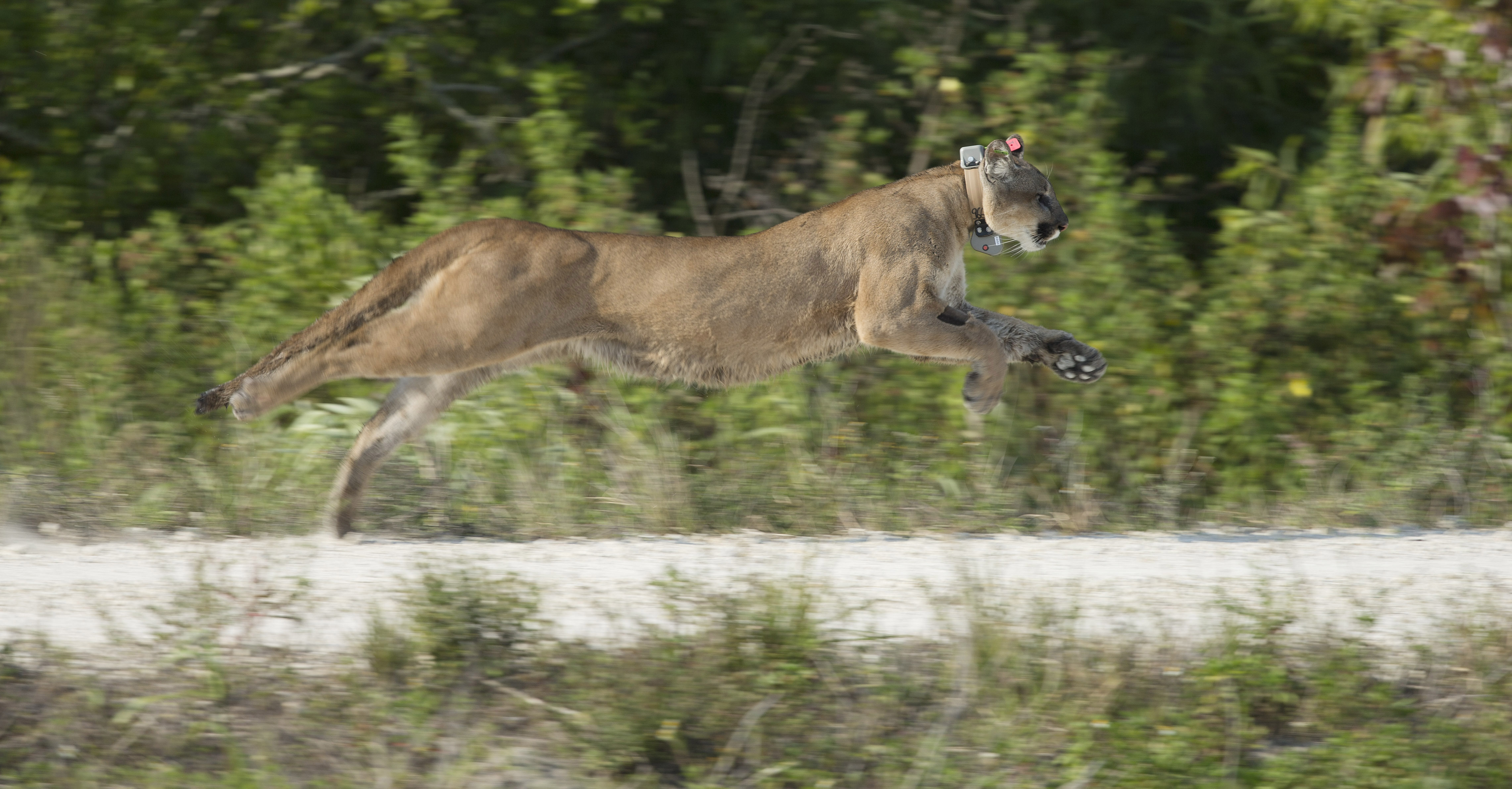 Endangered Species Act at 50