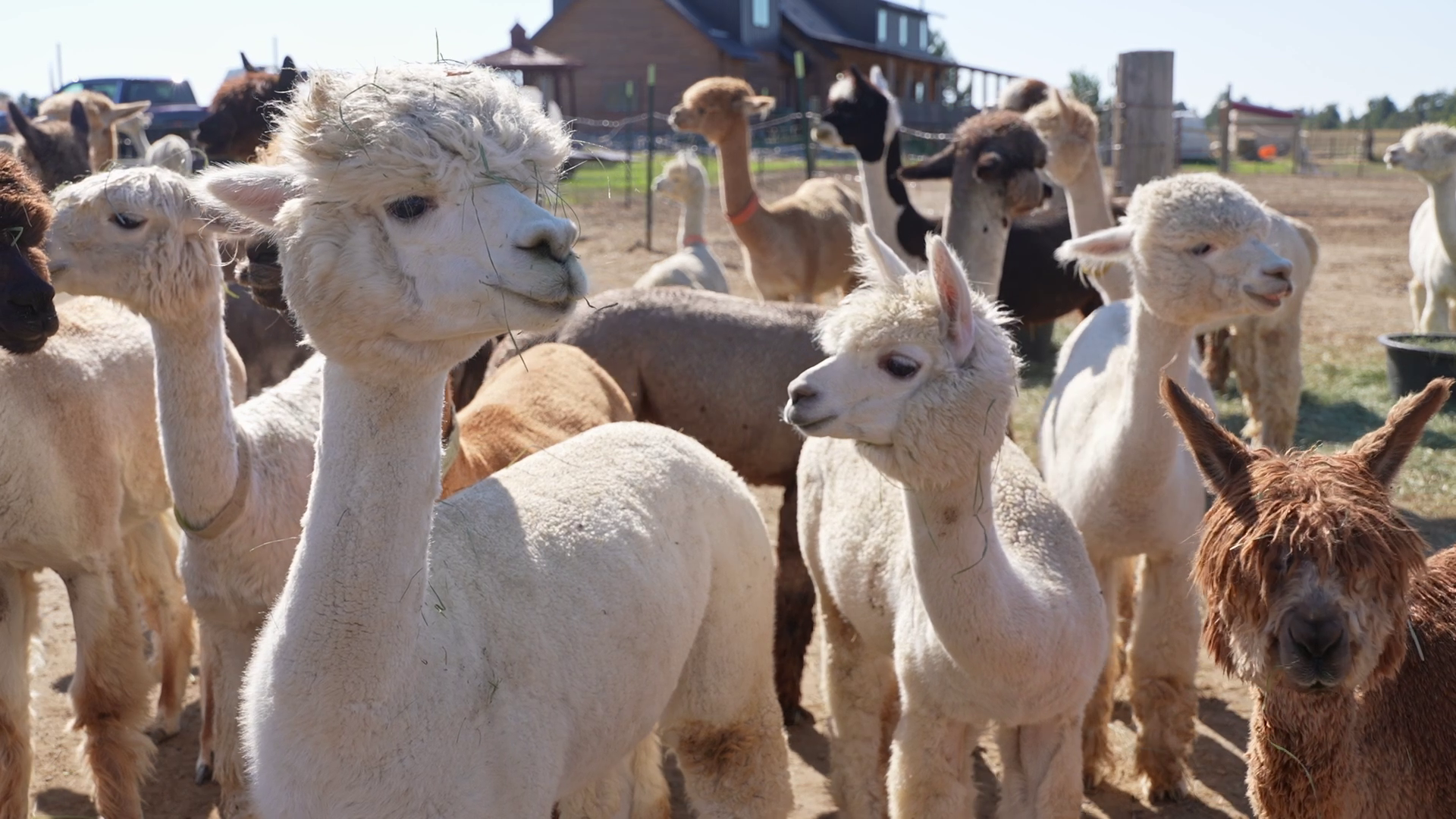 Montana ranchers having wooly good time raising alpacas