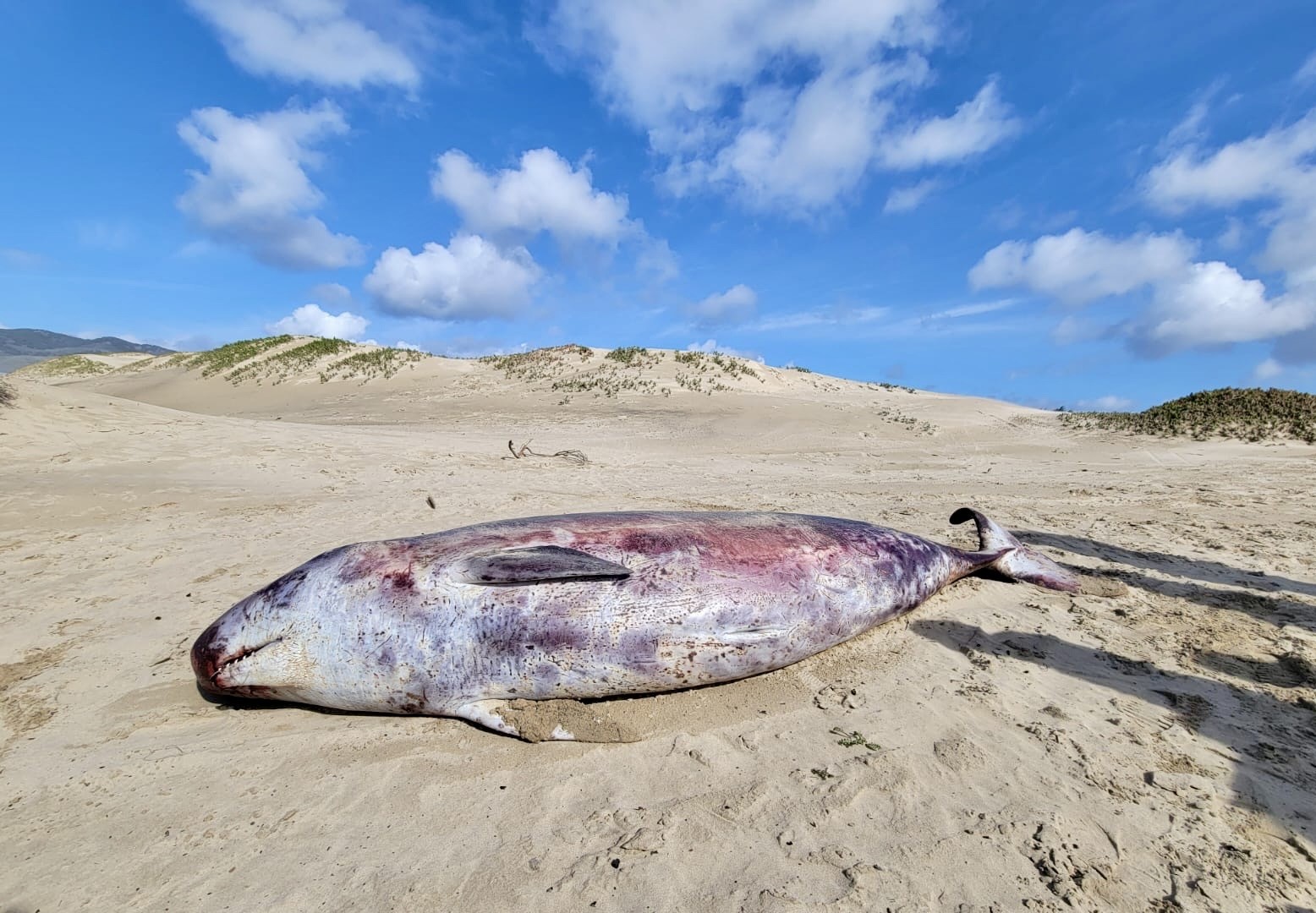 pygmy sperm whale 2.jpg