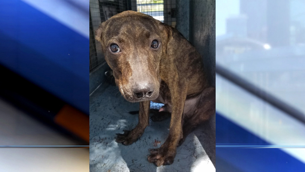 WPTV-BB-ANIMAL-CRUELTY-1.jpg