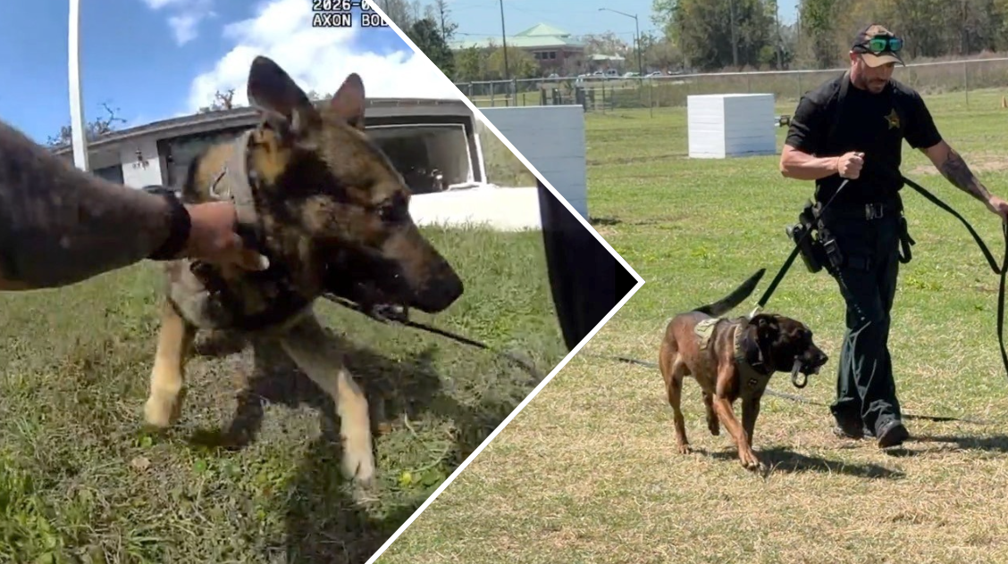 Pasco Sheriff’s Office highlights K-9 training after Moon Lake shootout