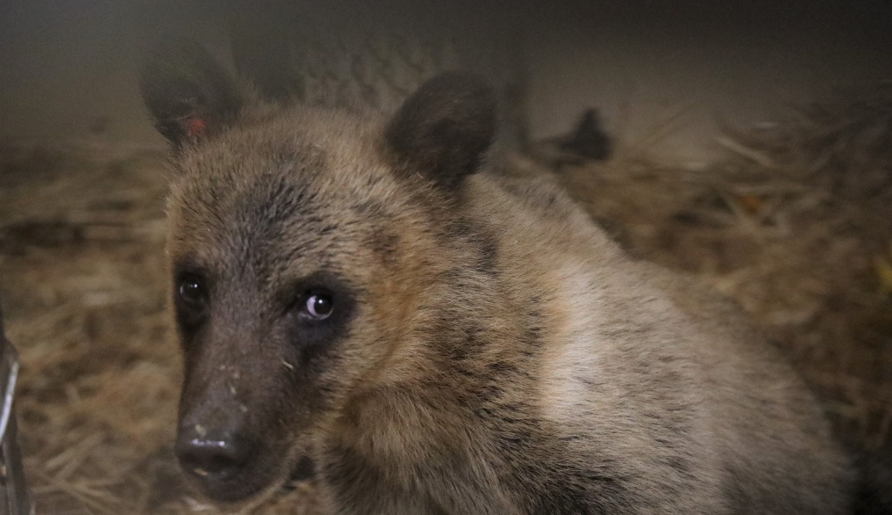 orphaned bear.jpeg