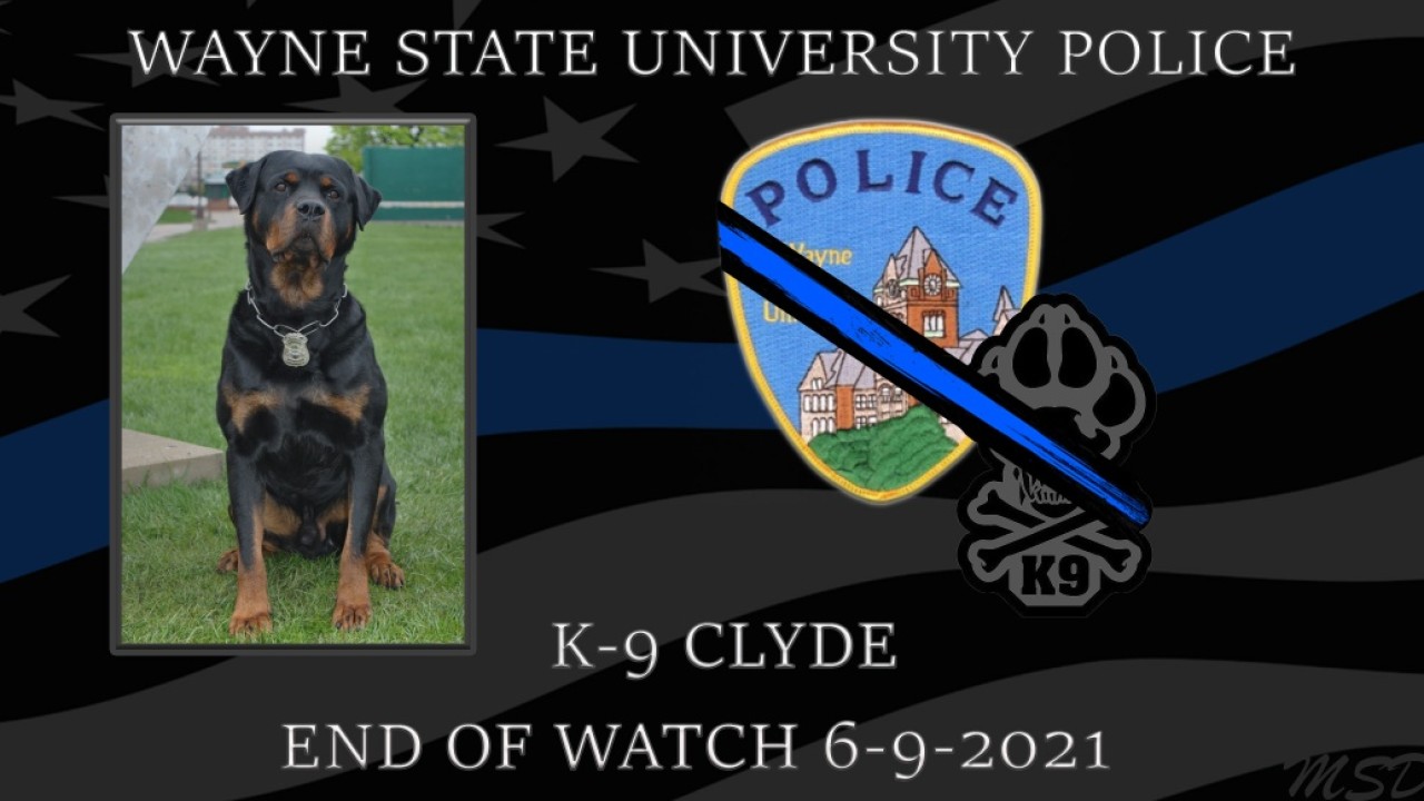 K9 Clyde of the Wayne State University Police