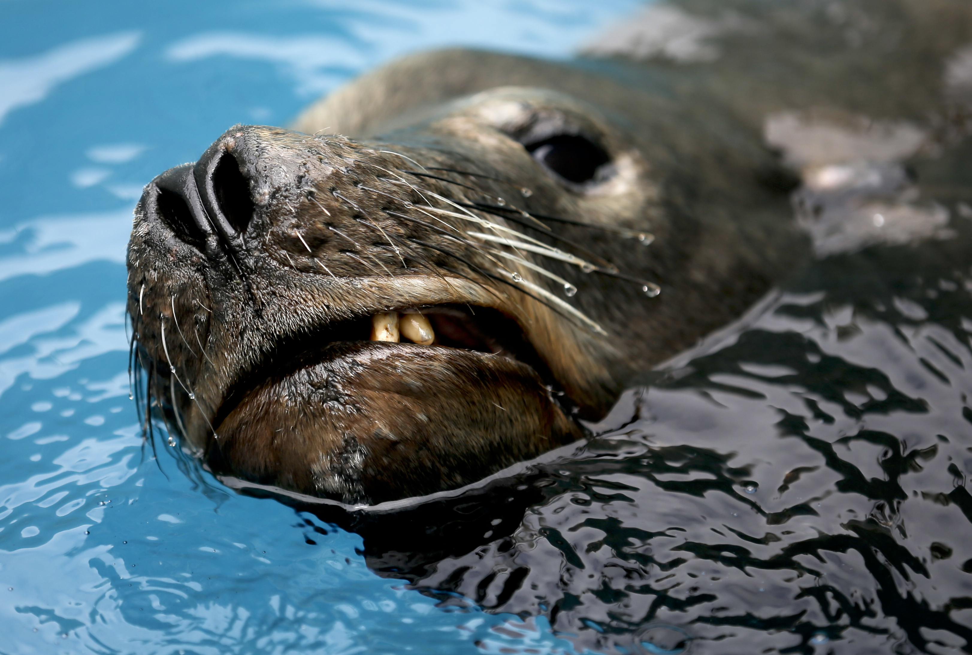 Impaled Sea Lion