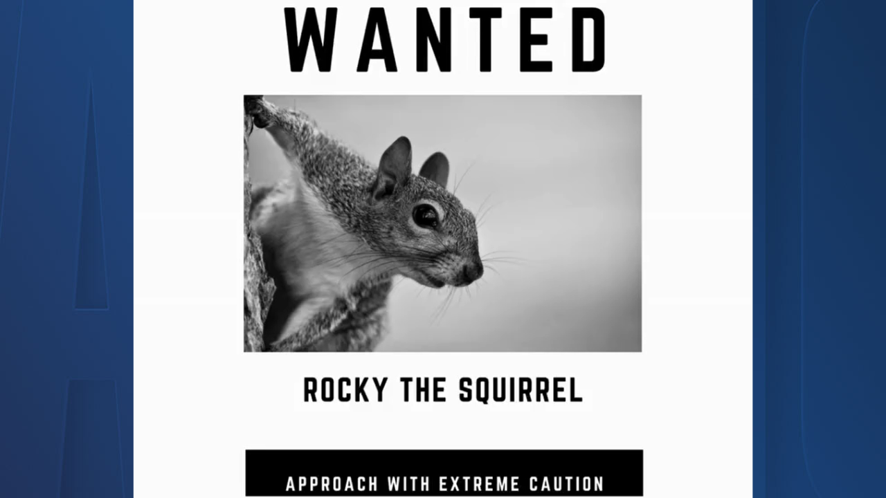 Rocky the Squirrel