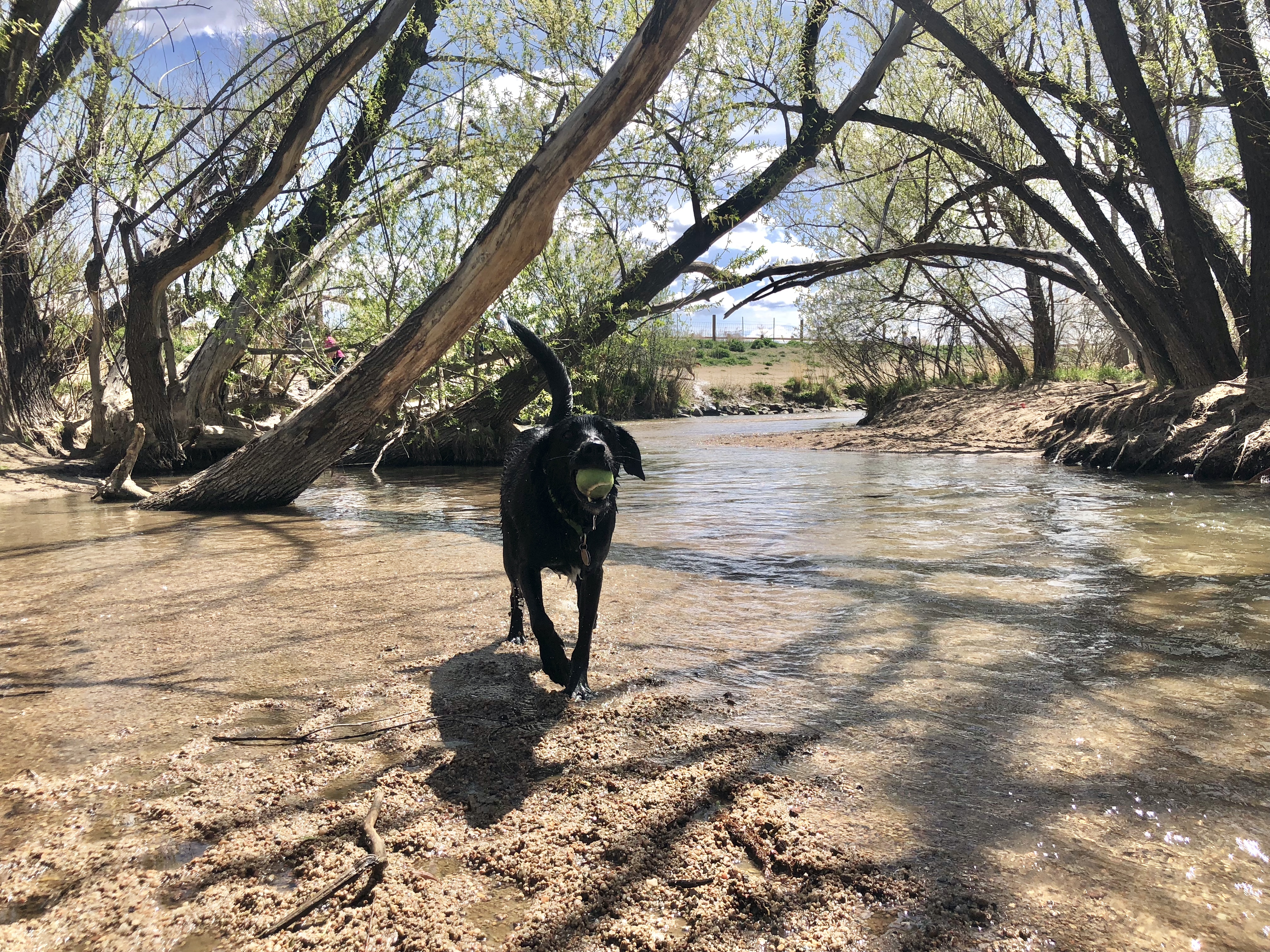 Cherry Creek State Park Dog Off-Leash Area_SButzer