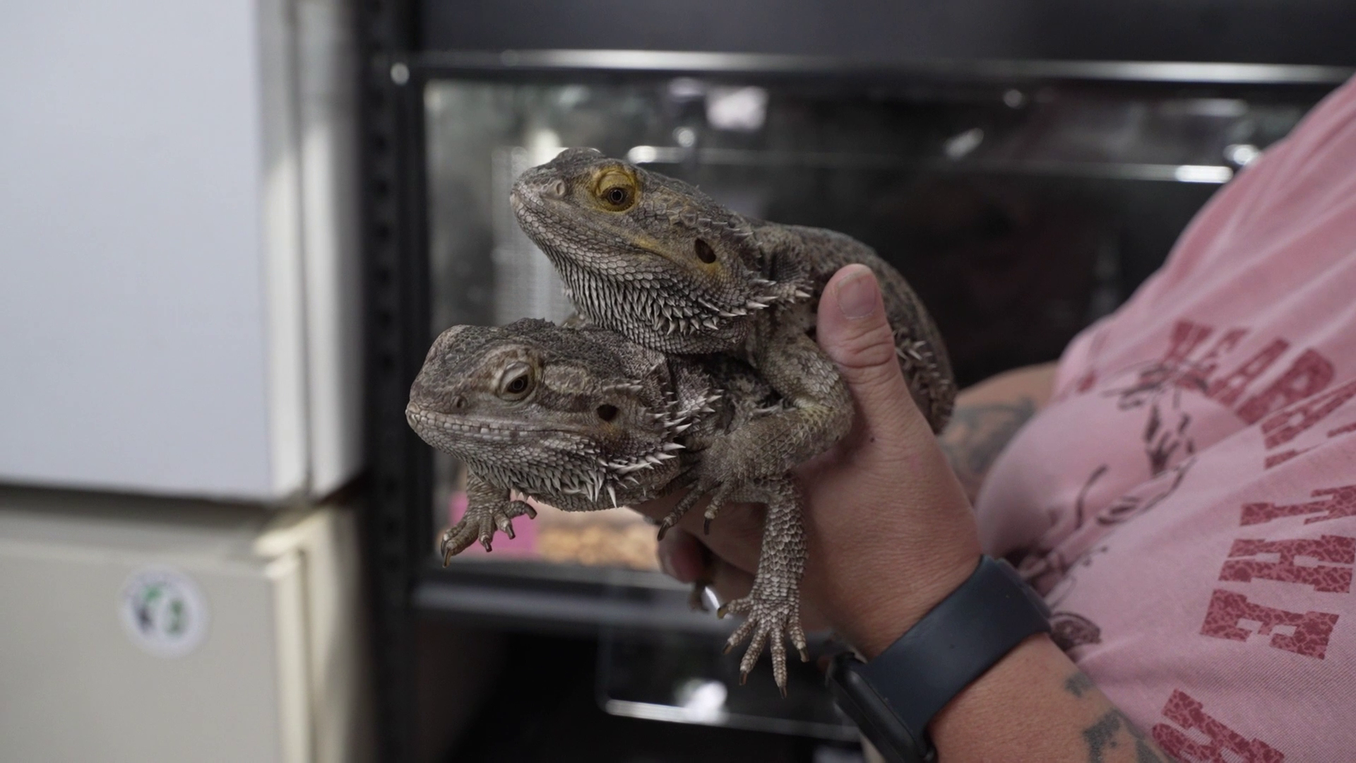 Reptile Universe moves to new location in Great Falls