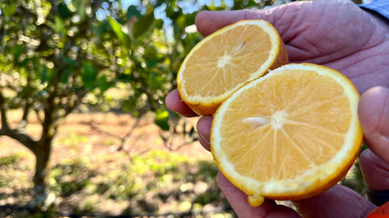 Florida oranges generic Stassy Olmos WFTS2.png