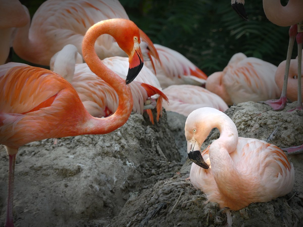 denver zoo flamingos.jpg