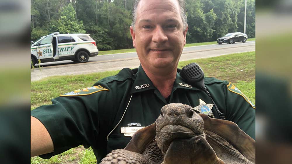 St. Johns County Sheriff's Deputy L. Fontenot stopped a slow-moving gopher tortoise along a busy road north of St. Augustine, Florida.