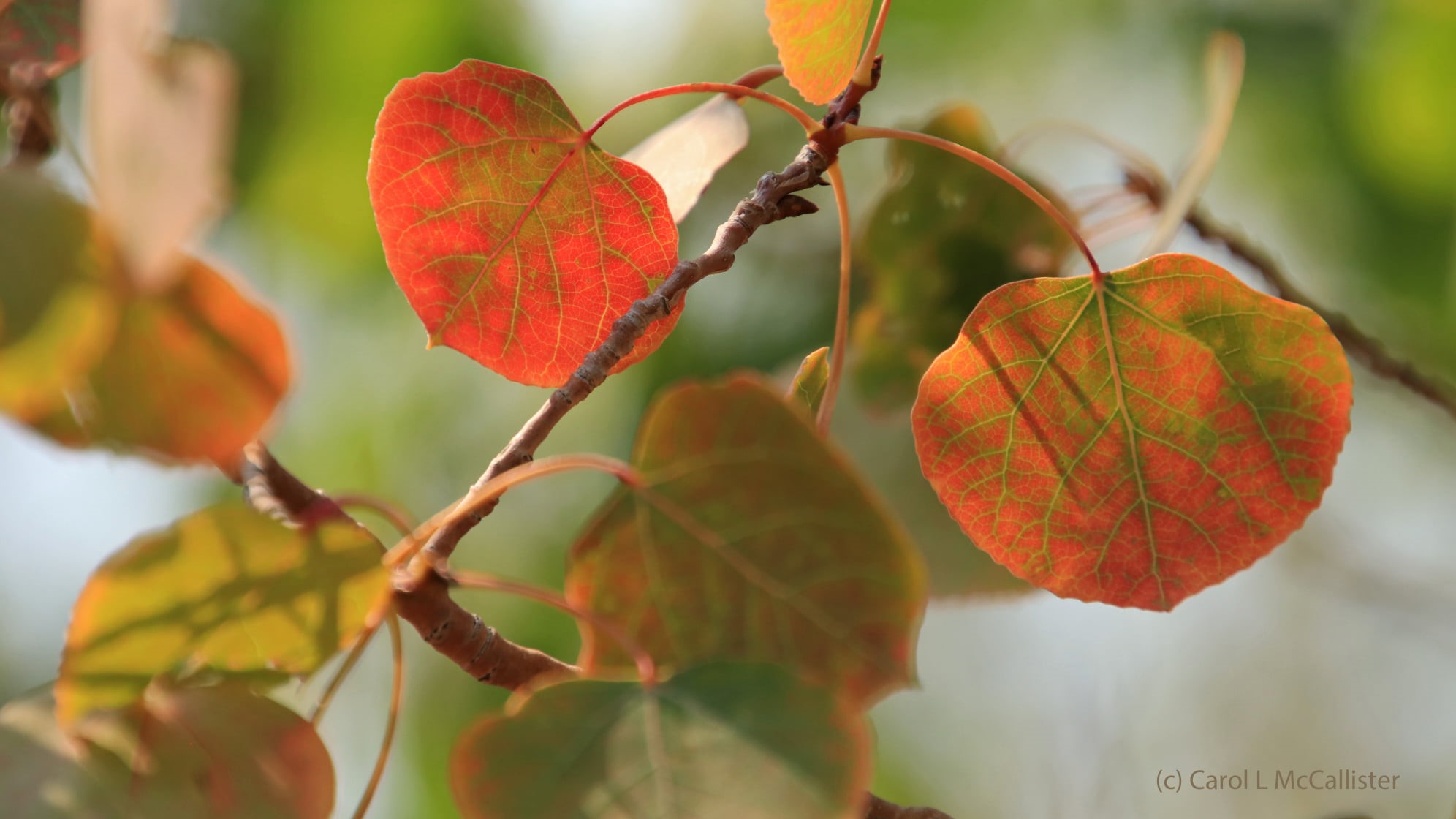 Carol McCallister Cripple Creek leaves