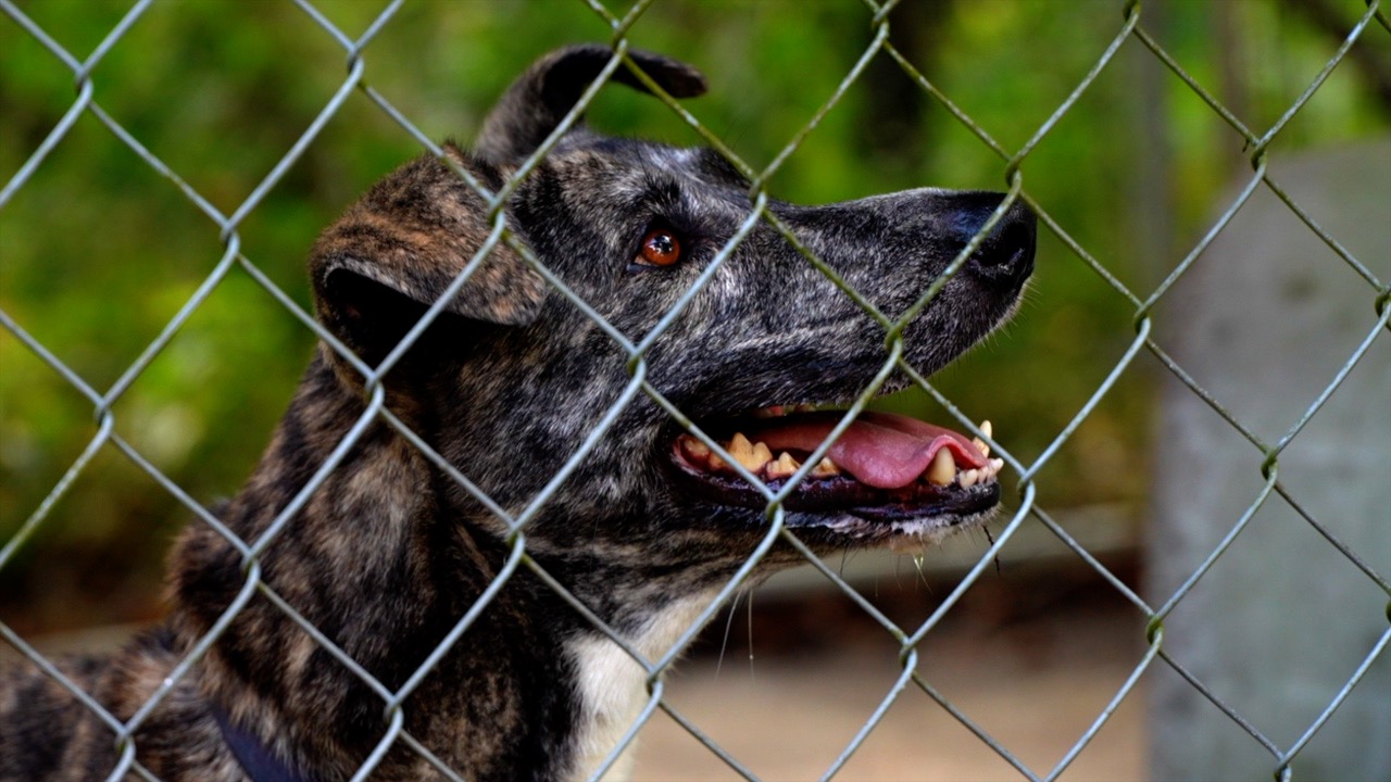 LABELLE ANIMAL SHELTER FIGHTS TO STAY OPEN THUMBNAIL.jpg
