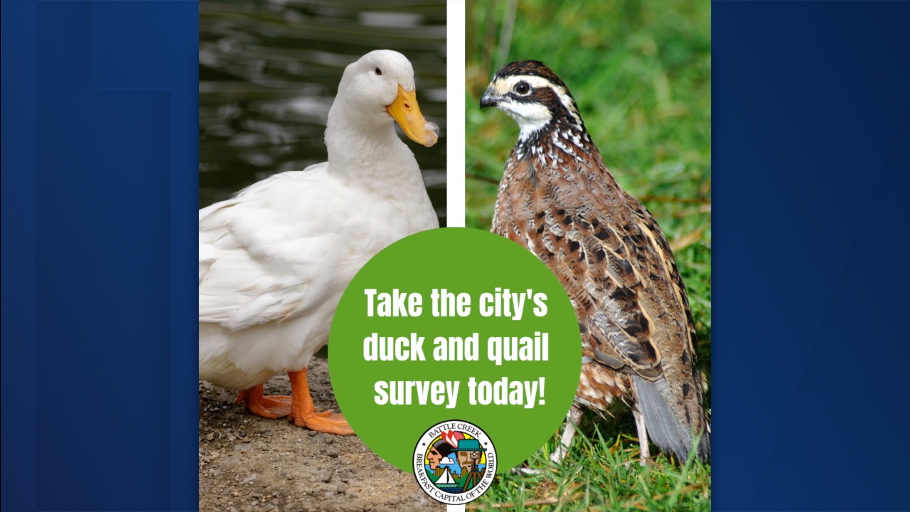 Duck and quail survey.jpg