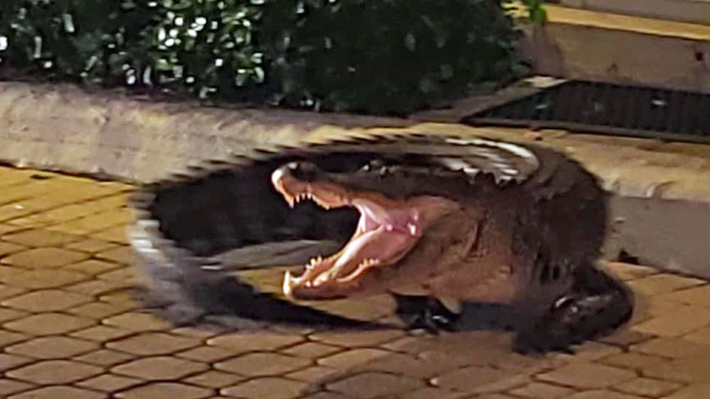 wptv-martin-county-gator-.jpg