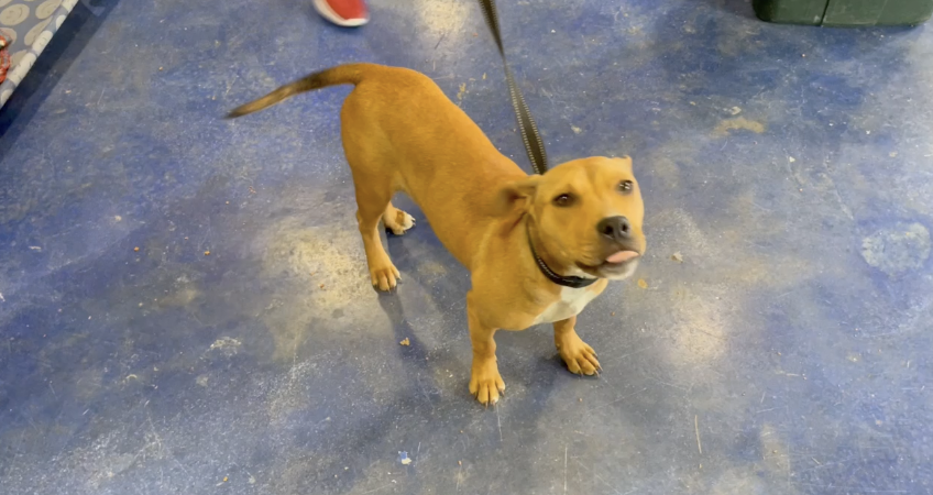 Fighting ring to fresh start: dogs rescued from suspected fighting ring in Grimes County need foster homes