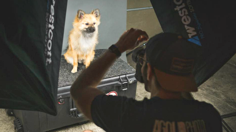 AGoldPhoto Pet Photography