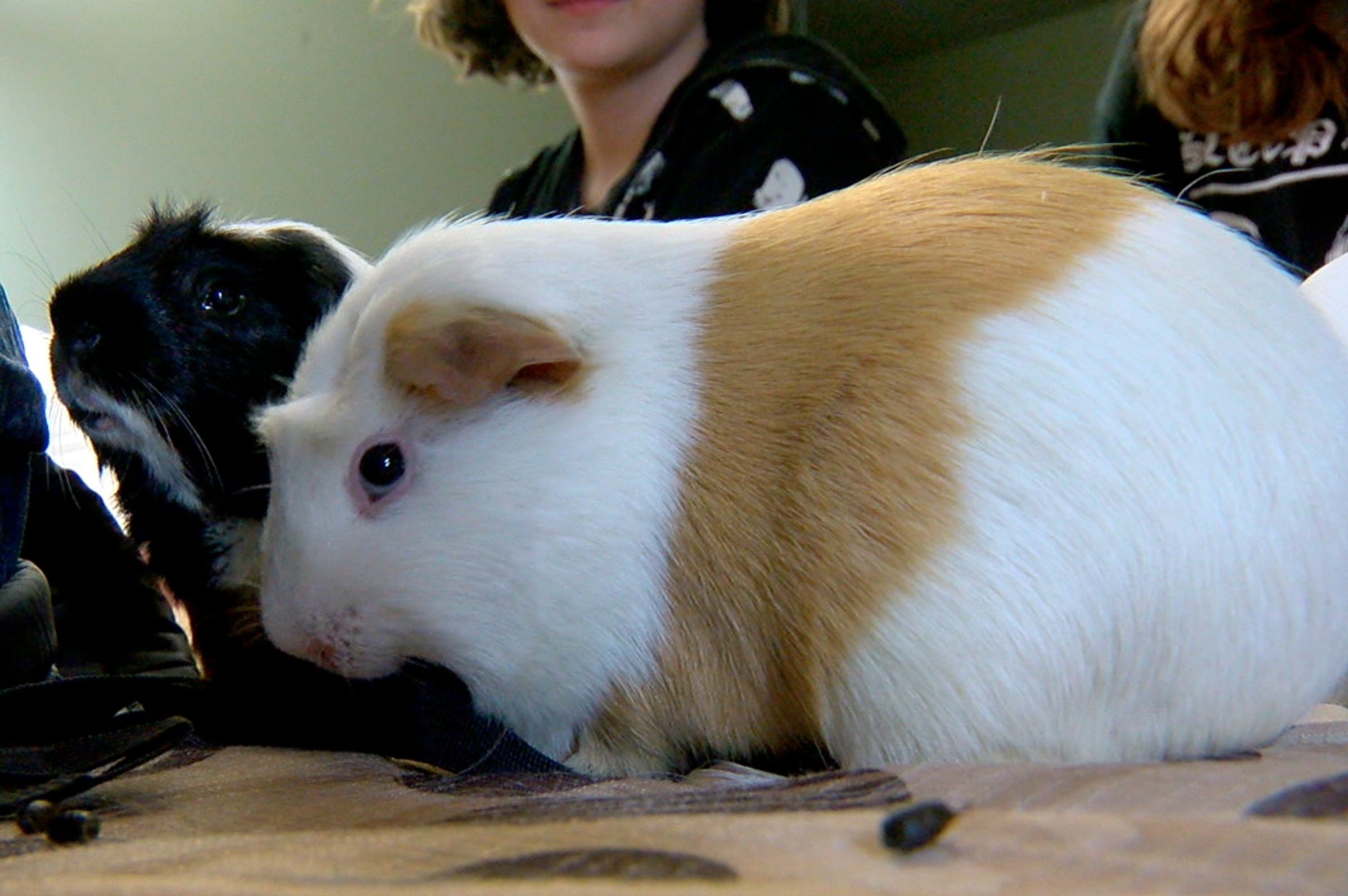 guinea pig travel case