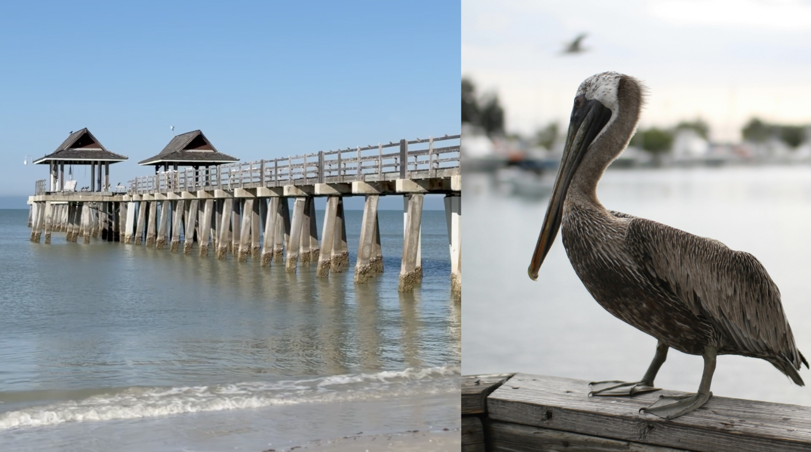 Naples pier pelicans