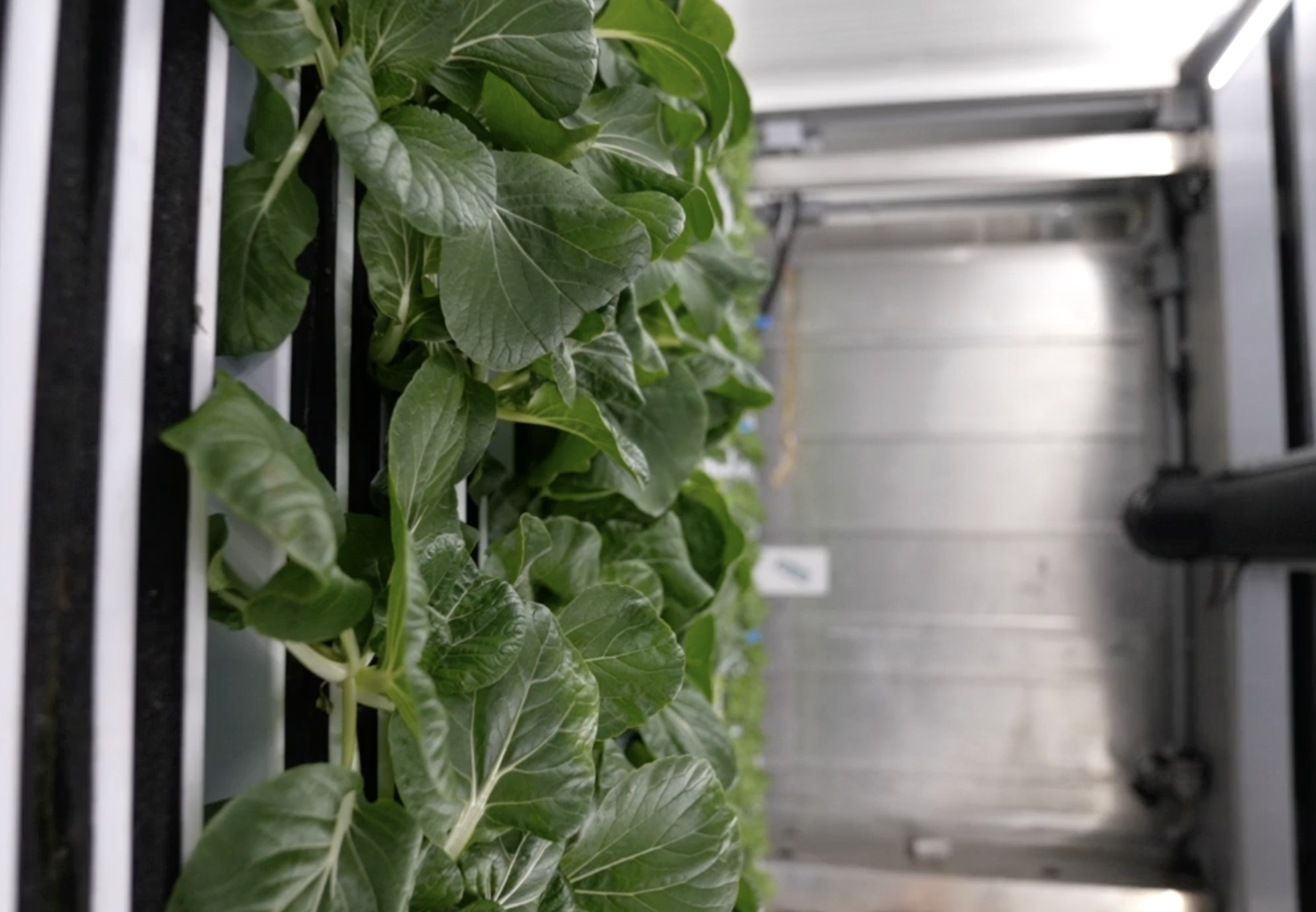 This is part of a hydroponic farm, which Nourish Bridgeport built. It is a nonprofit that provides food to directly those in need, as well as to area food pantries. They have grown one ton of fresh produce since the farm began operating this past summer.