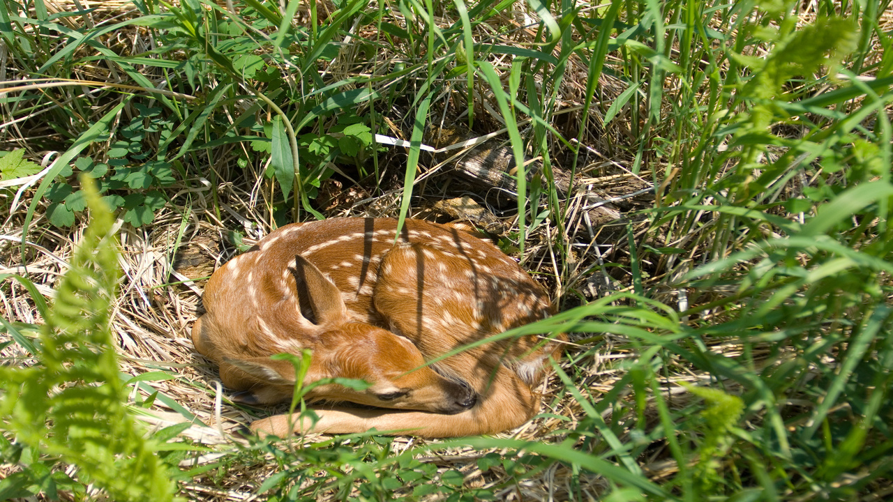 White tail deer fawn