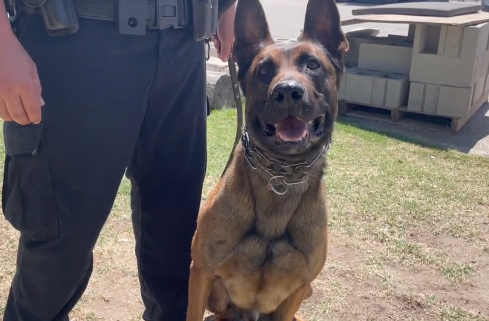 Bakersfield Police K-9
