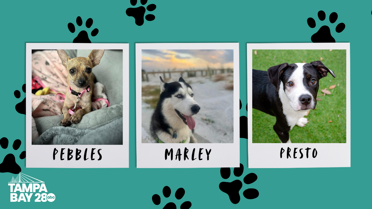 Tampa Bay 28 - Rescues in Action (1).png