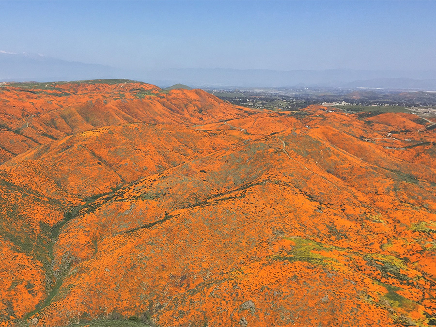 waverider_tours_superbloom.jpg