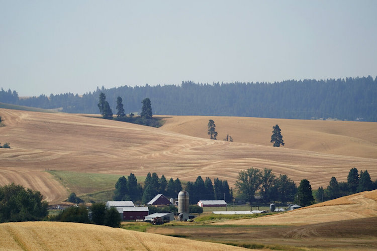 Idaho Wheat Harvest