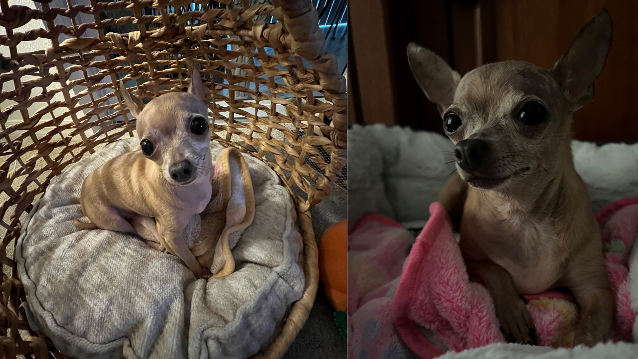 Valentina Grace Lori Lynn.png