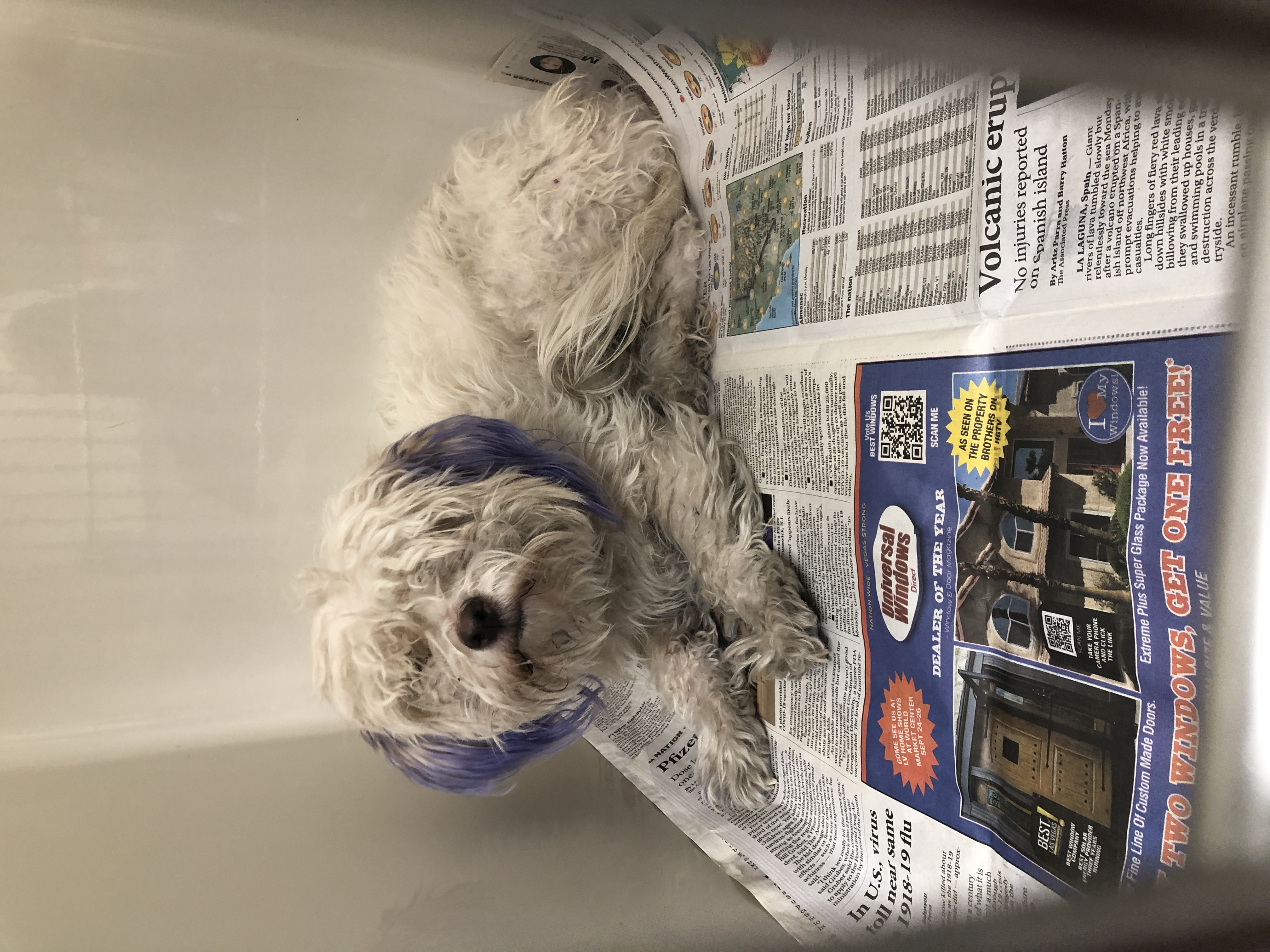 Dogs impounded at The Animal Foundation