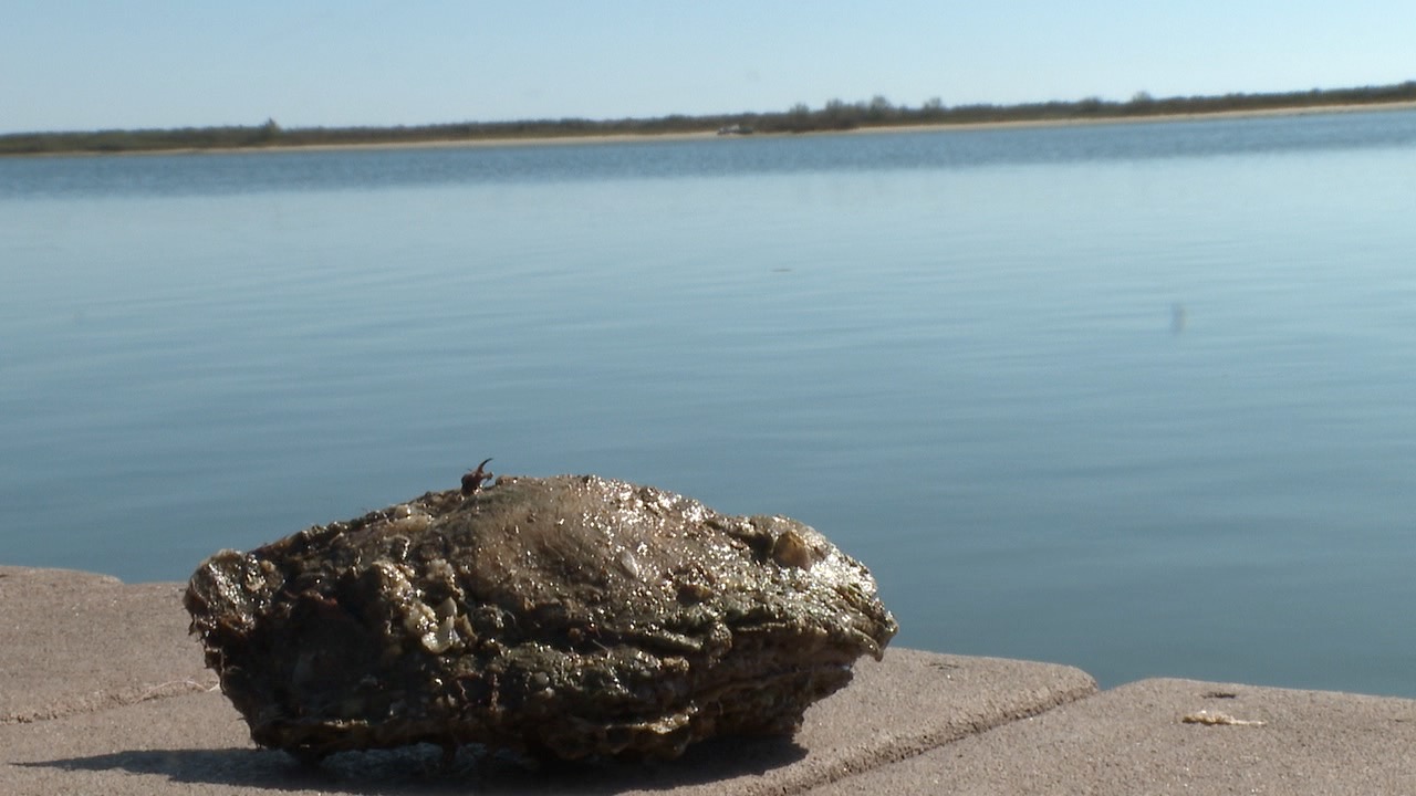 Wild-harvested oyster from Apalachicola Bay