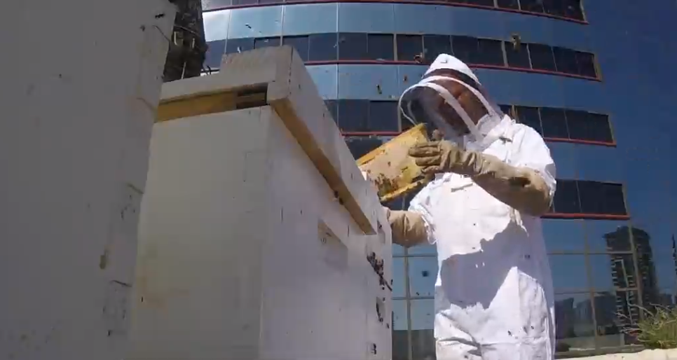 Marriott Bees.png