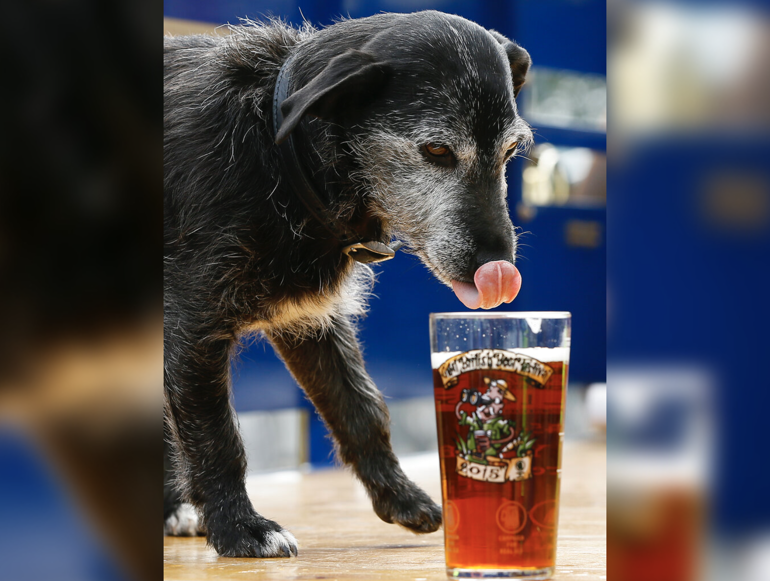 dog, beer