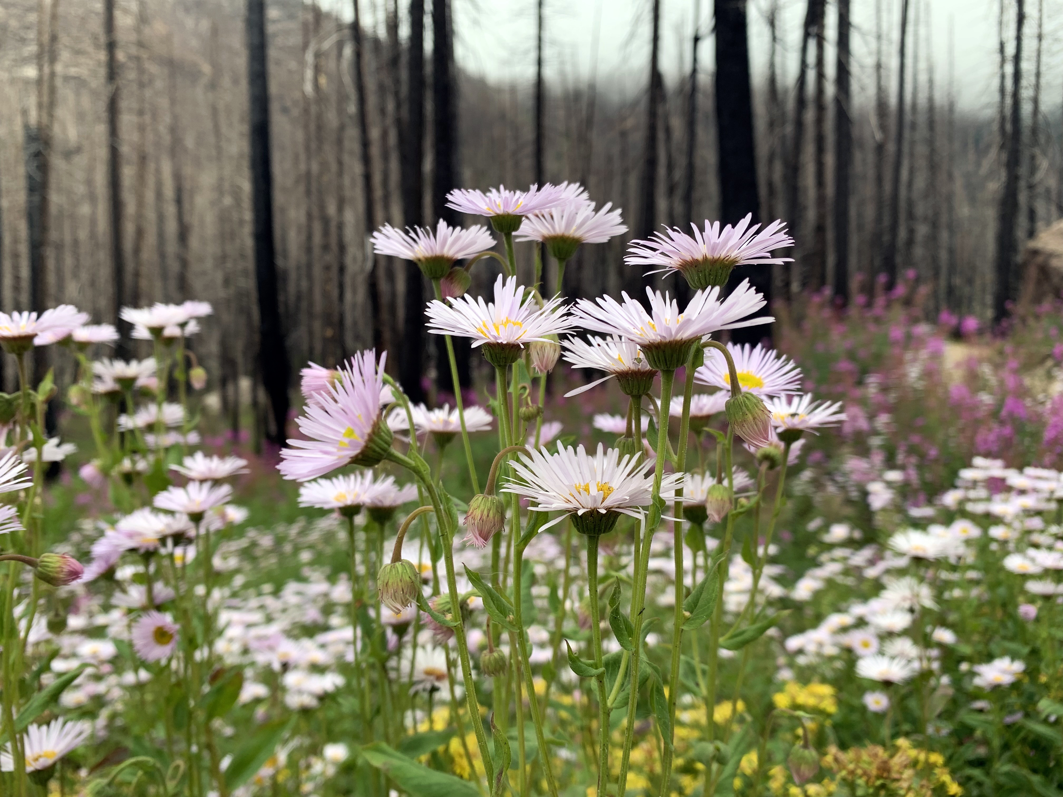 Fern Lake Trail in RMNP post 2020 firees