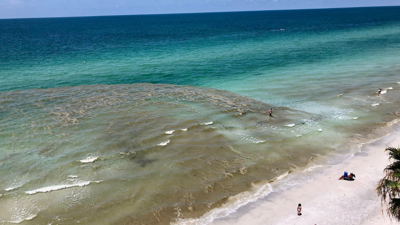 Sea sawdust Pinellas County beaches