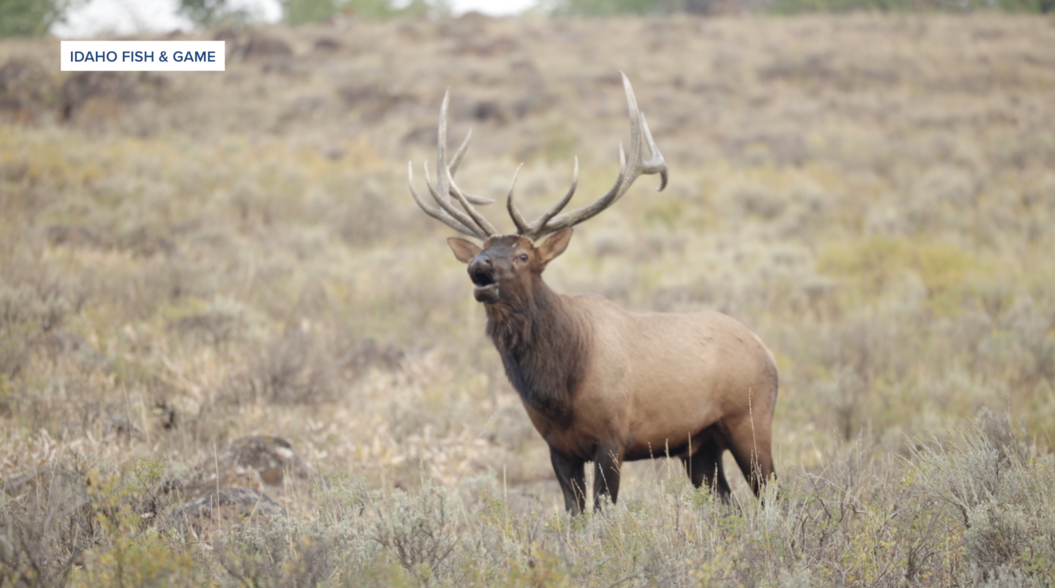 Elk