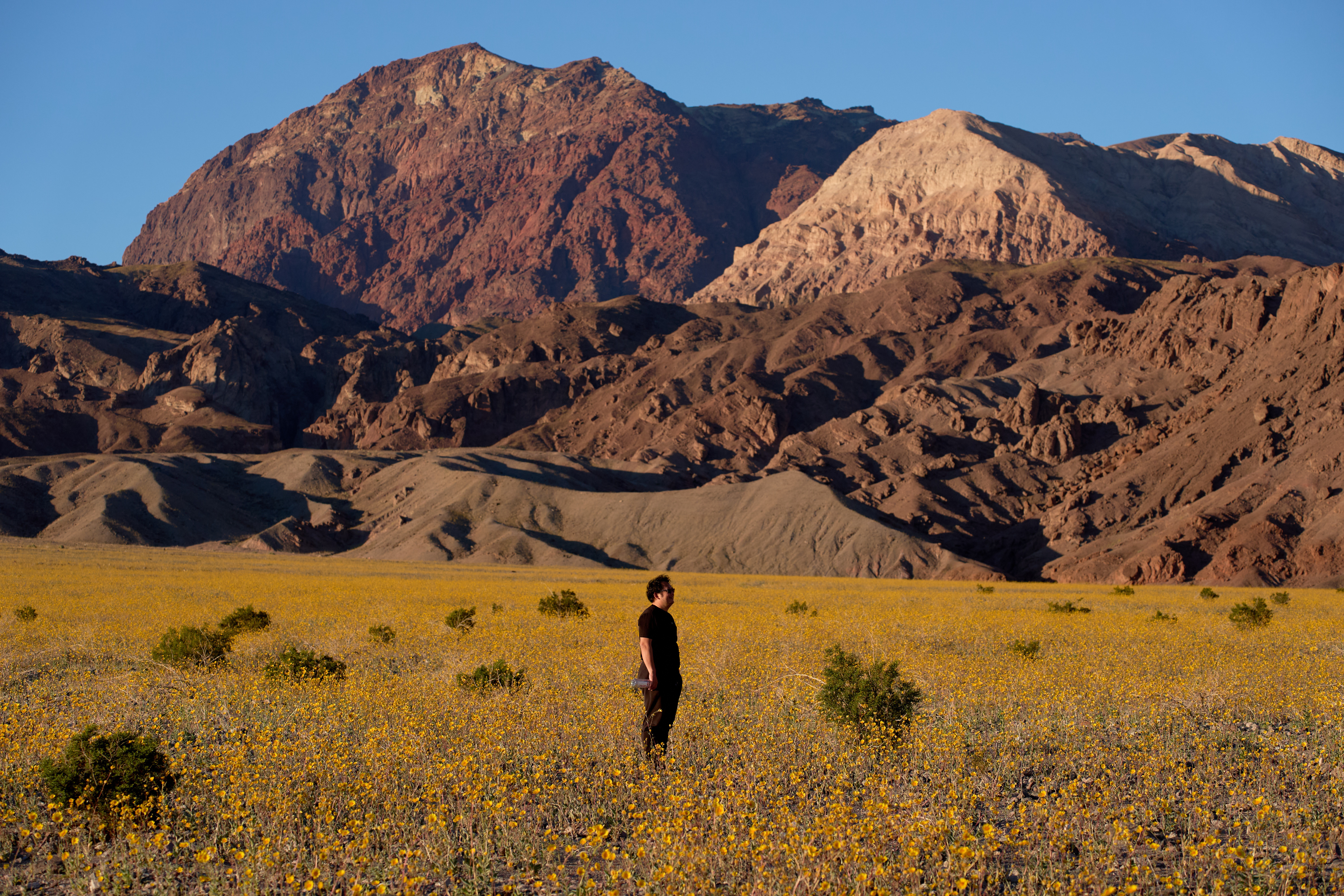 Death Valley Super Bloom