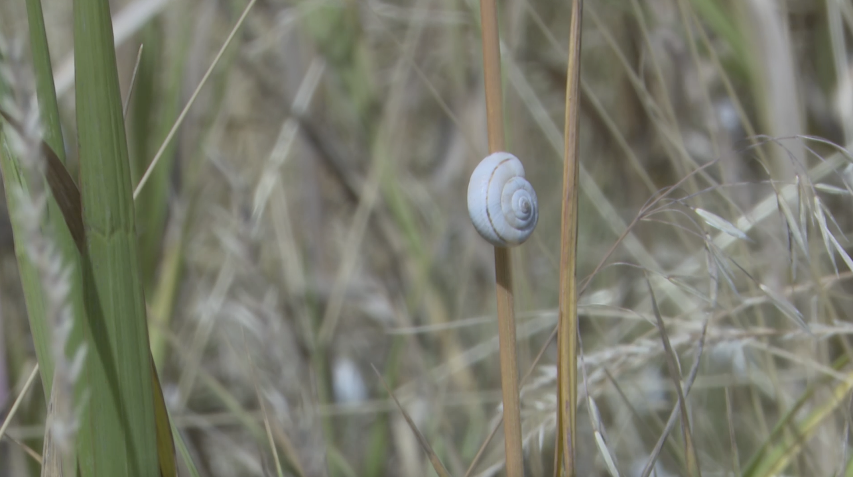 Eastern Heath Snail
