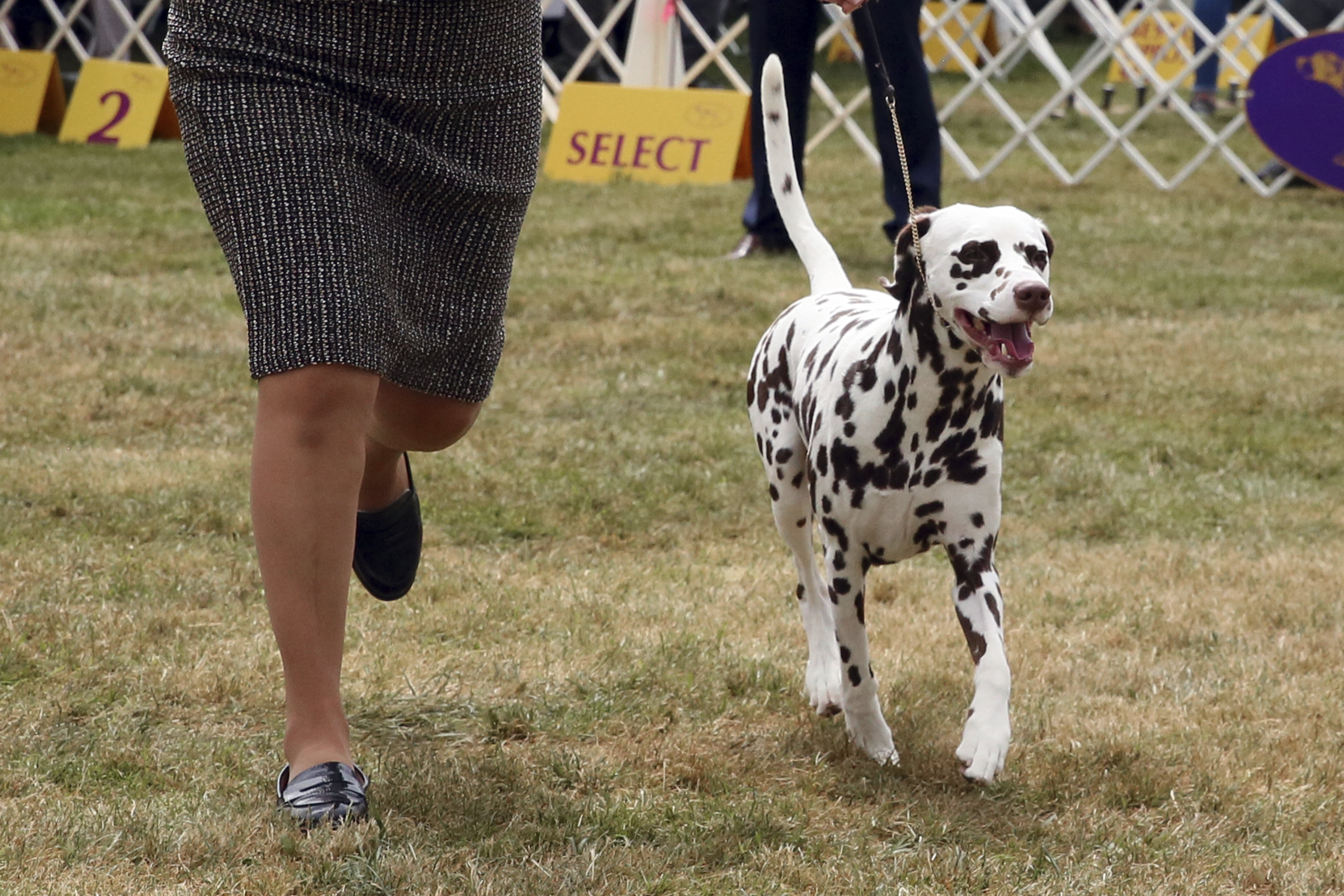 Westminster Dog Show