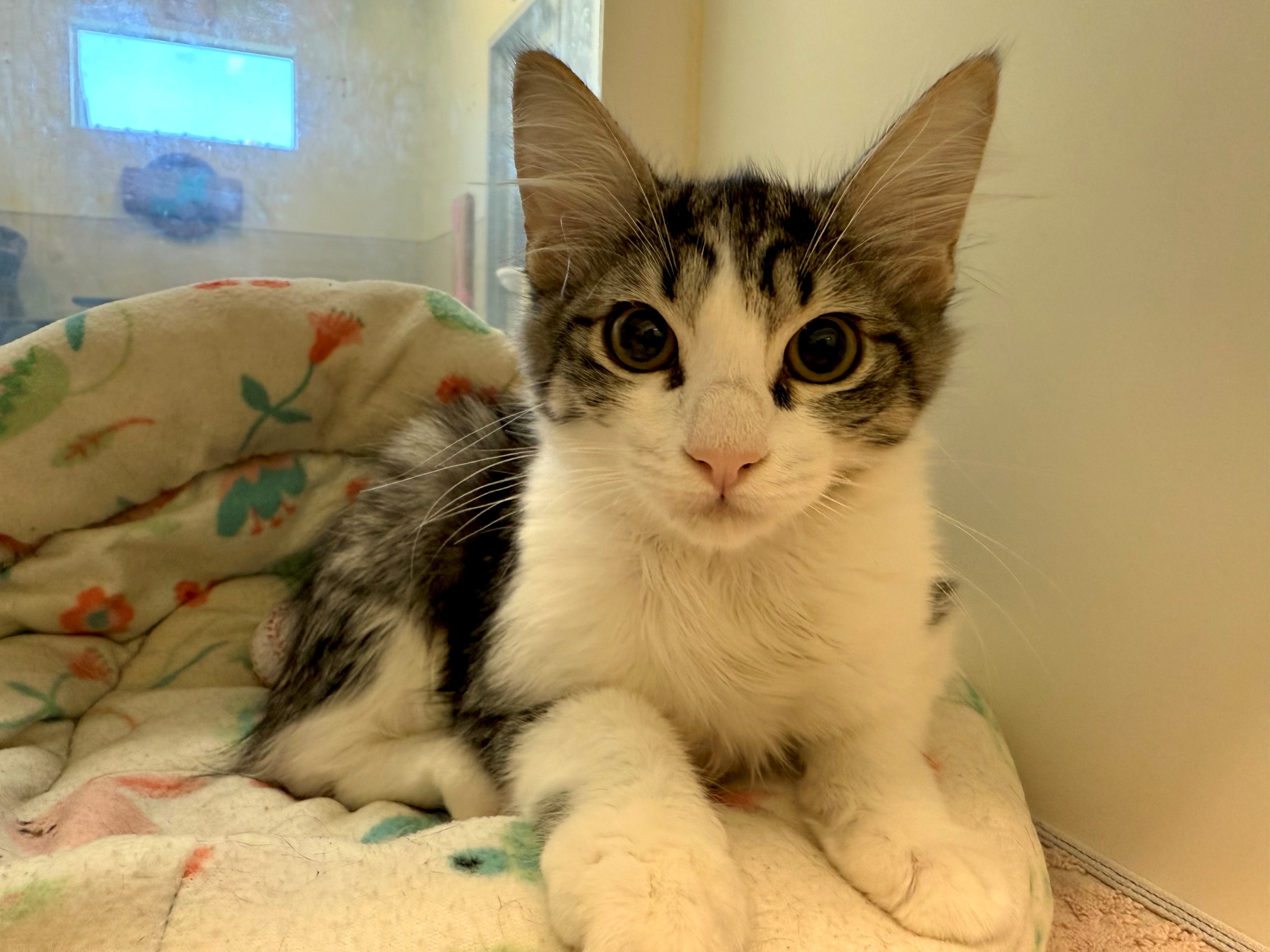 Pet of the Week - Emily